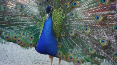 A beautiful iridescent blue peacock with an open tail with eye pattern. He fluffed his tail to lure the female. Animal mating games. Peacock bird feathers