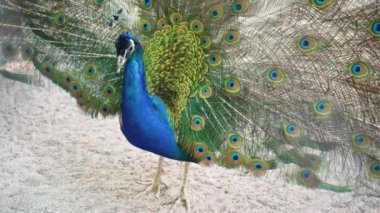 A beautiful iridescent blue peacock with an open tail with eye pattern. He fluffed his tail to lure the female. Animal mating games. Peacock bird feathers