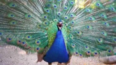 A beautiful iridescent blue peacock with an open tail opens its beak and screams. He fluffed his tail to lure the female. Animal mating games. Loudly screaming bird