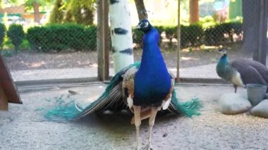 A beautiful iridescent blue peacock with an open tail with eye pattern. He fluffed his tail to lure the female. Animal mating games. Peacock bird feathers