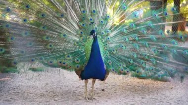 A beautiful iridescent blue peacock with an open tail with eye pattern. He fluffed his tail to lure the female. Animal mating games. Peacock bird feathers