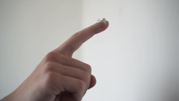 Kleine Spinne Auf Dem Finger Makro Video Arachniden Aus Nächster — Stockvideo