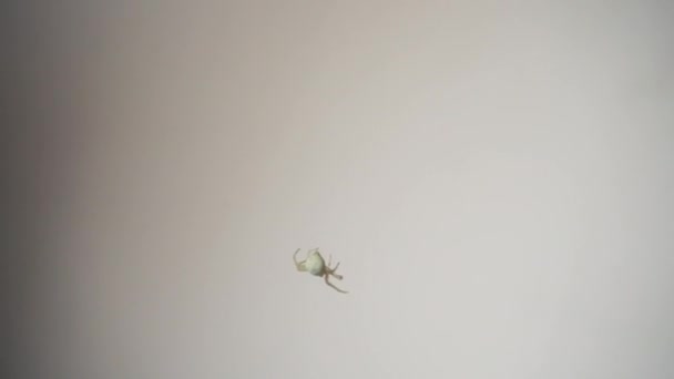 Spider Climbing Sul Web Filmato Macro Clip Piccolo Aracnide Arrampica — Video Stock