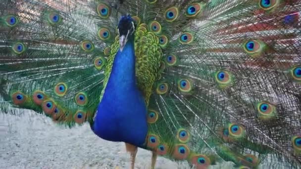 Beautiful Iridescent Blue Peacock Open Tail Eye Pattern Fluffed His — Vídeos de Stock