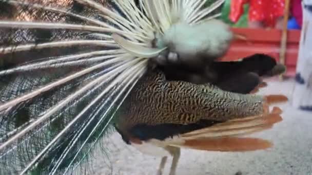 Beautiful Iridescent Blue Peacock Fluffy Tail Waves His Feathers Lure — Stockvideo