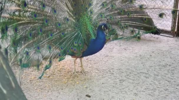 目のパターンの開いた尾を持つ美しい虹色の青い孔雀 彼は女を誘惑するために尻尾をふいた 動物の交尾ゲーム 孔雀鳥の羽 — ストック動画