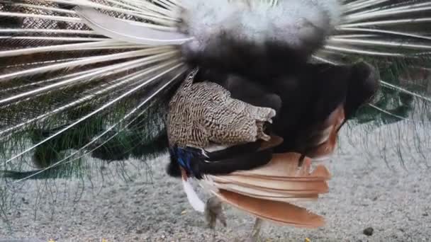 Prachtige Iriserende Blauwe Pauw Met Pluizige Staart Hij Zwaait Met — Stockvideo