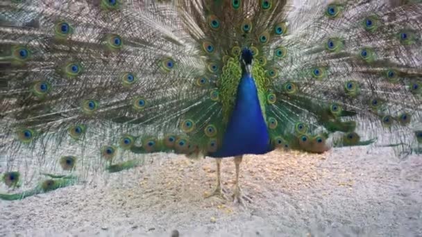 Vacker Regnbågsblå Påfågel Med Öppen Svans Med Ögonmönster Han Fluffade — Stockvideo