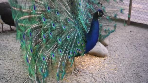 目のパターンの開いた尾を持つ美しい虹色の青い孔雀 彼は女を誘惑するために尻尾をふいた 動物の交尾ゲーム 孔雀鳥の羽 — ストック動画