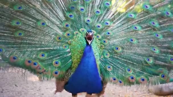 尾が開いている美しい虹色の青い孔雀がくちばしを開き 悲鳴を上げます 彼は女を誘惑するために尻尾をふいた 動物の交尾ゲーム 大声で鳥を叫んで — ストック動画