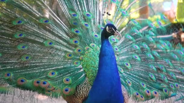 Beautiful Iridescent Blue Peacock Open Tail Eye Pattern Fluffed His — Stock video