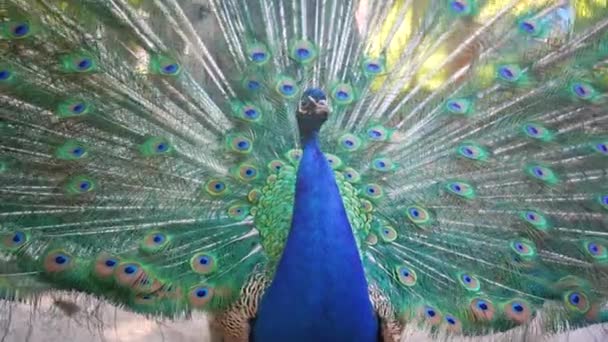 Beautiful Iridescent Blue Peacock Folds Its Tail Animal Mating Games — Vídeos de Stock