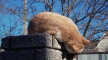 Close-up of a red street cat licking its paws and washing its face on a warm summer day. Peacefully resting funny red tabby cat lies on the street. Cute pet basking in the sun