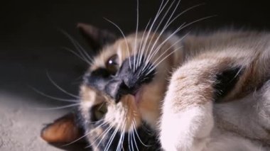 Üç renkli güzel bir kedi diliyle yıkanır. Mutlu bir kedi ellerini yıkar, yere uzanır ve pençelerini yalar. Güzel benekli kedi. Evcil hayvan odada dinleniyor. Evde kal.