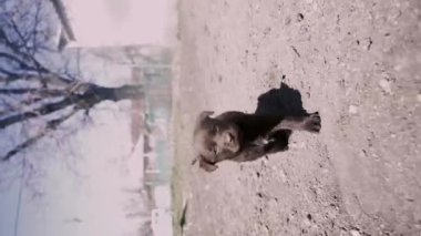 Kahverengi Labrador yavruları kadraja giriyor. Şirin küçük yavrular. Arkadaşlık kavramı. Evcil hayvanlar