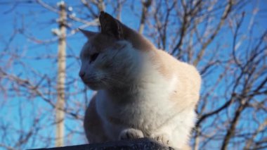 Homeless red cat lies on the street. A hungry cat is resting in the sun. Homeless cats. Wild homeless cat in a poor city. Sad street pets
