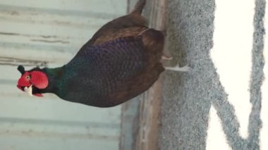 A beautiful pheasant with colored feathers shimmering in the sun is resting. Birds with beautiful colors. Close-up vertical video