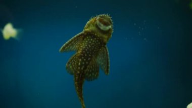 Close-up of an ancistrus cleaning the wall of an aquarium. Inhabitants of the home aquarium. Catfish cleans the glass of the aquarium