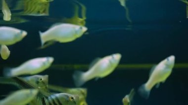 A beautiful silver scalar fish or angelfish with a long tail swims in the water. Aquarium fish concept. Lots of homemade fish with a roof plan