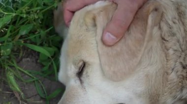 Beyaz Labrador Retriever yerde uyuyor. Beyaz Labrador yetişkin bir Labrador, yerde uyumak oldukça büyük. Yüzü yakın plan. İnsan eli köpeğin namlusunu okşar.