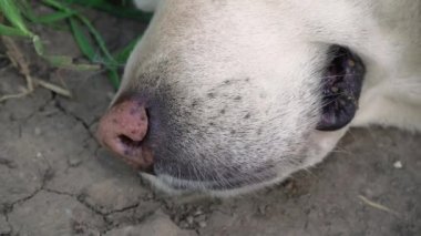 White labrador retriever sleeping on the ground. The white labrador is an adult labrador and is quite big sleeping on the ground. Face Closeup
