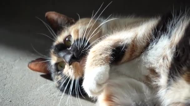 Krásná Tříbarevná Kočka Myje Jazykem Šťastná Kočka Umyje Lehne Olizuje — Stock video