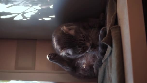Beautiful Gray Cat Washes Her Tongue Happy Cat Washes Lying — Vídeo de Stock