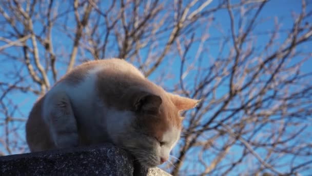 Homeless Red Cat Lies Street Hungry Cat Resting Sun Homeless — Vídeo de Stock