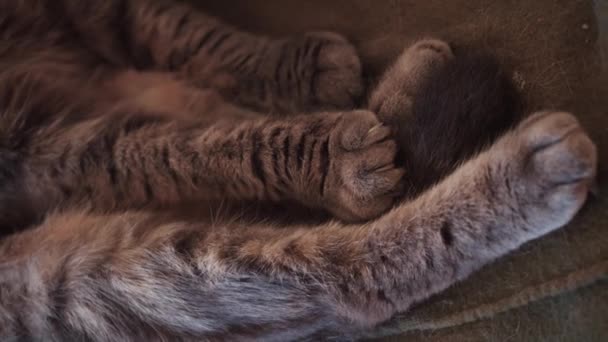 一只漂亮的灰猫在洗她的舌头 快乐的猫洗澡 撒谎舔爪子 美丽的条纹猫 动物在房间里休息 呆在家里 垂直视频 — 图库视频影像