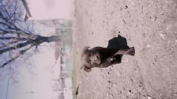 Kahverengi Labrador Yavruları Kadraja Giriyor Şirin Küçük Yavrular Arkadaşlık Kavramı — Stok video