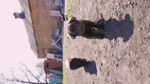 Brown Labrador Puppies Run Frame Cute Little Puppies Friendship Concept — Stockvideo