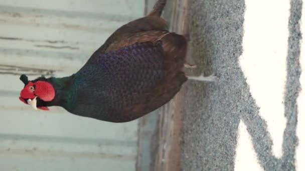 Beautiful Pheasant Colored Feathers Shimmering Sun Resting Birds Beautiful Colors — Stockvideo