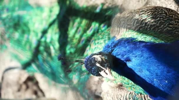 Sta Riposando Bellissimo Pavone Con Piume Colorate Scintillanti Sole Uccelli — Video Stock