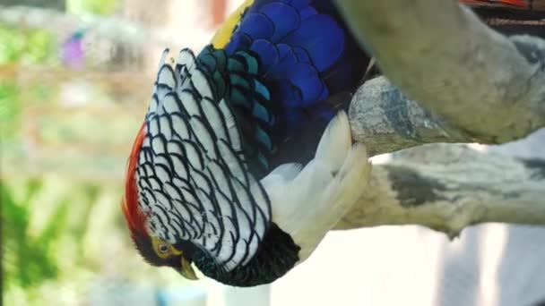一只美丽的野鸡正在休息 它的羽毛在阳光下闪闪发光 色彩艳丽的鸟儿 特写垂直录像 — 图库视频影像