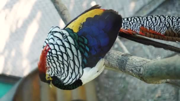 Beautiful Pheasant Colored Feathers Shimmering Sun Resting Birds Beautiful Colors — Wideo stockowe