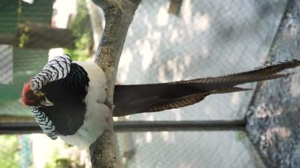 太陽の下で輝く色の羽を持つ美しいキジが休んでいます 美しい色の鳥 クローズアップ垂直ビデオ — ストック動画