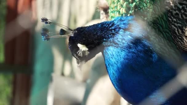 Sta Riposando Bellissimo Pavone Con Piume Colorate Scintillanti Sole Uccelli — Video Stock