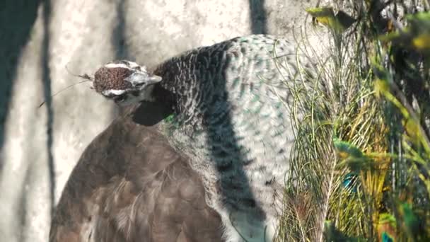 Ένα Όμορφο Παγώνι Χρωματιστά Φτερά Που Λαμπυρίζουν Στον Ήλιο Ξεκουράζεται — Αρχείο Βίντεο