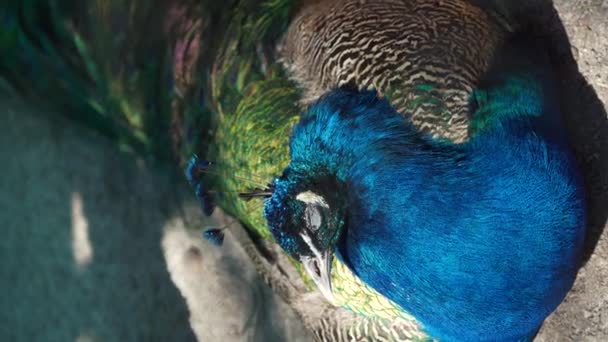Beautiful Peacock Colored Feathers Shimmering Sun Resting Birds Beautiful Colors — Stockvideo