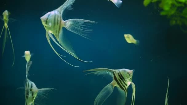 水の中で長い尾を持つ美しい銀のスカラー魚やエンジェルフィッシュ 水族館の魚の概念 屋根プランの自家製魚の多く — ストック動画