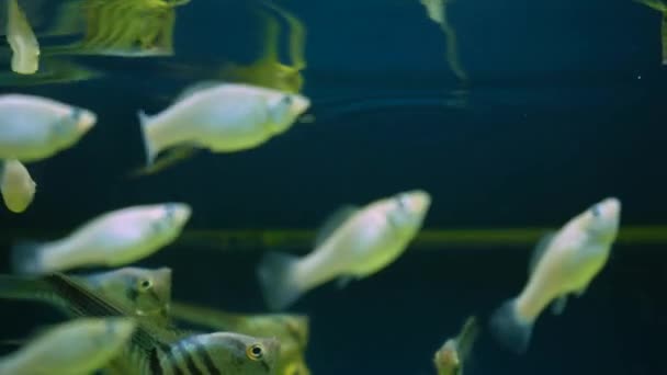 Beautiful Silver Scalar Fish Angelfish Long Tail Swims Water Aquarium — Vídeo de Stock
