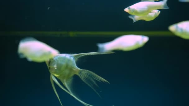 Beautiful Silver Scalar Fish Angelfish Long Tail Swims Water Aquarium — ストック動画