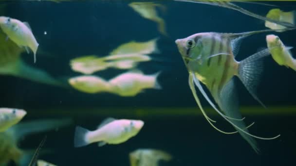 꼬리를 아름다운 은색의 스칼라 피시가물 속에서 헤엄친다 아쿠아리움 물고기 집에서 — 비디오