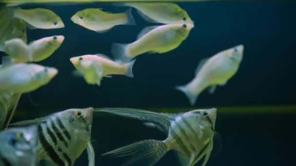 Ένα Όμορφο Ασημένιο Φολιδωτό Ψάρι Αγγελόψαρο Μακριά Ουρά Κολυμπά Στο — Αρχείο Βίντεο