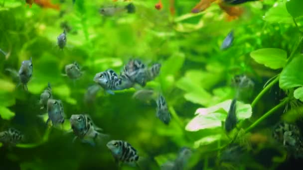 Beautiful Silver Scalar Fish Angelfish Long Tail Swims Water Aquarium — Vídeo de stock