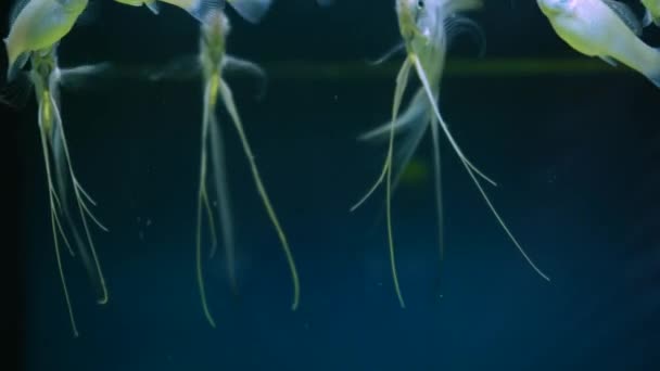 Beautiful Silver Scalar Fish Angelfish Long Tail Swims Water Aquarium — ストック動画