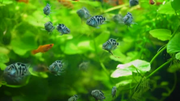 Beautiful Silver Scalar Fish Angelfish Long Tail Swims Water Aquarium — 비디오