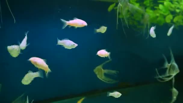 Beautiful Silver Scalar Fish Angelfish Long Tail Swims Water Aquarium — Vídeos de Stock