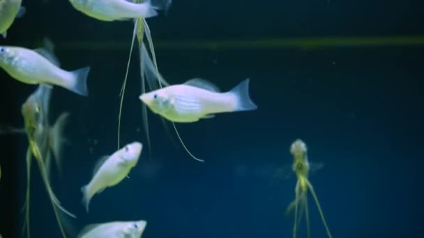 Красива Срібна Скалярна Риба Або Лють Довгим Хвостом Плаває Воді — стокове відео
