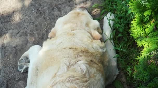 White Labrador Retriever Sleeping Ground White Labrador Adult Labrador Quite — Vídeos de Stock